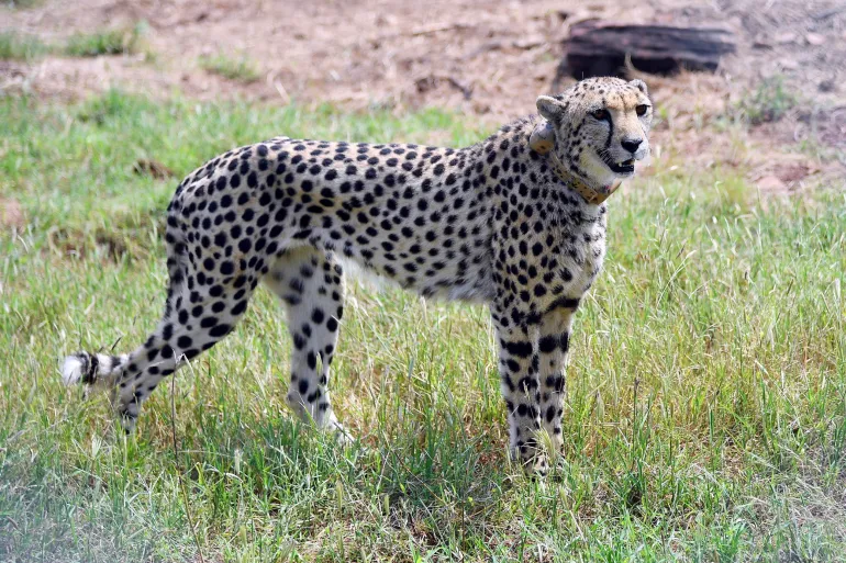 A cheetah running in the wild in India, welcomed back after 70 years of local extinction