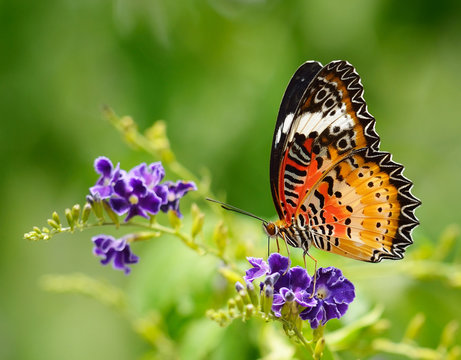 A close-up of a butterfly resting on a colorful flower